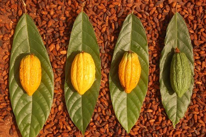 Maison des Métiers de Bouche (MDMB), Chocolatier à Poisy